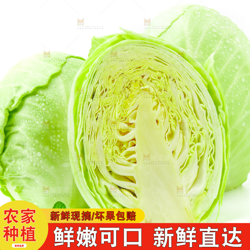 新鲜包菜放在白底上