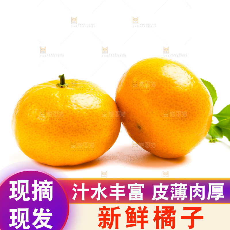 新鲜橘子放在白底上