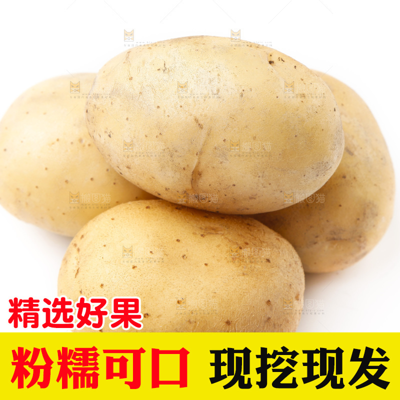新鲜土豆放在白底上