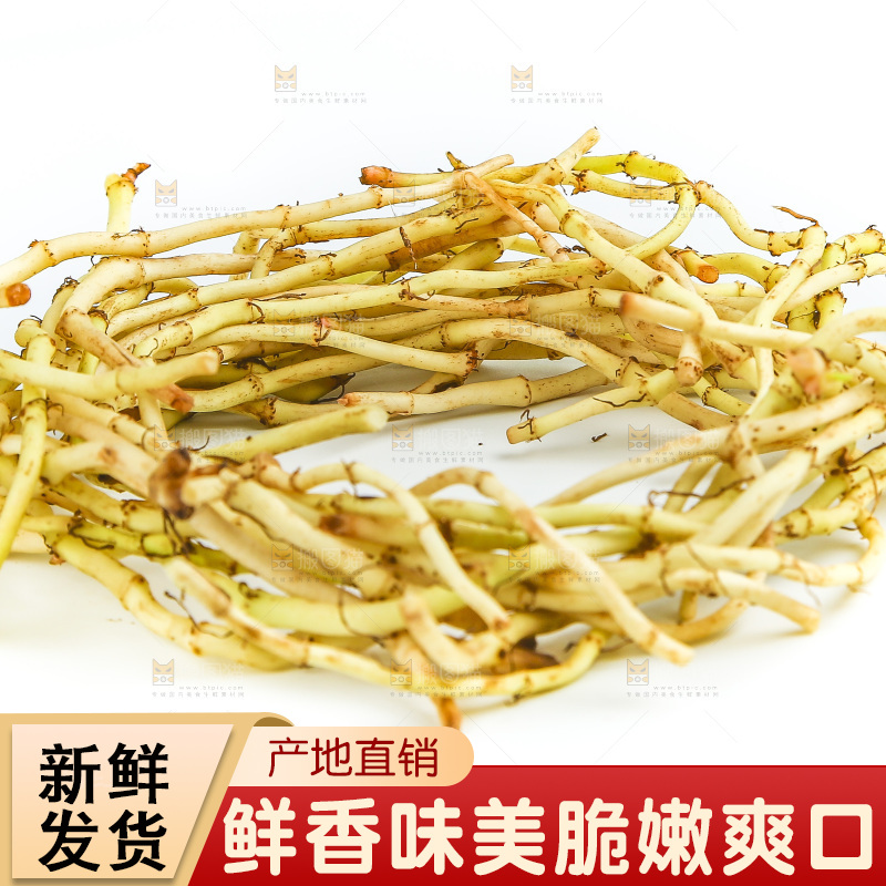 白底上的鱼腥草