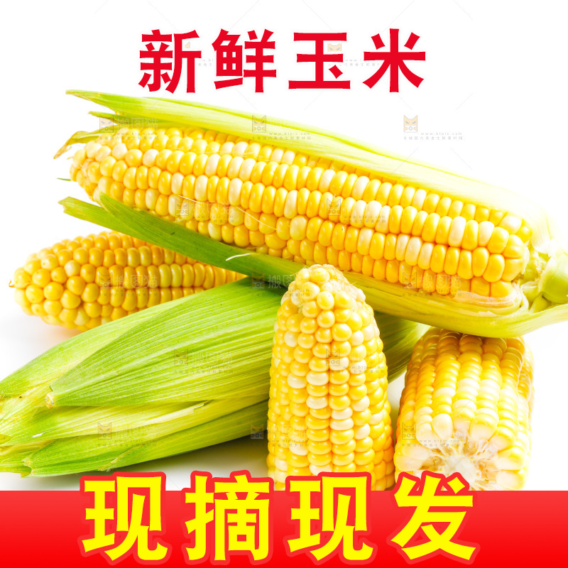 云南水果甜玉米放在白底上