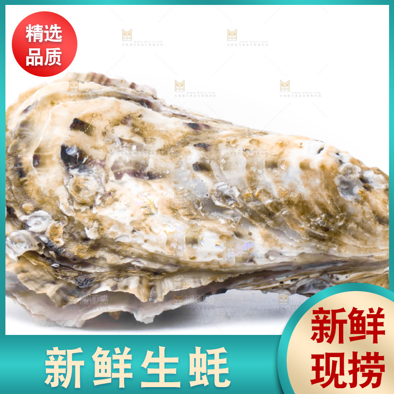 乳山生蚝放在白底上