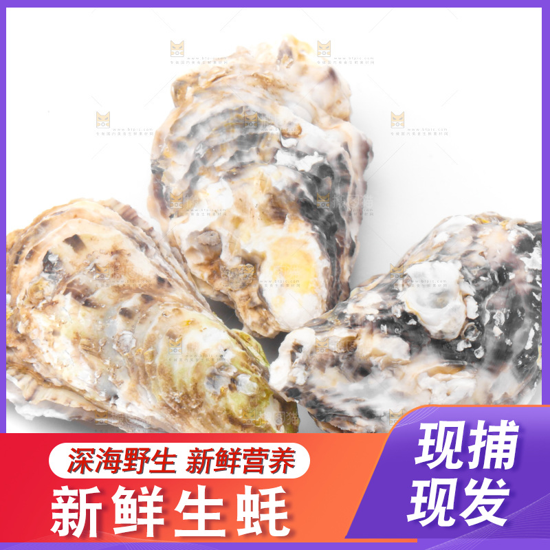 白底上放着海蛎子