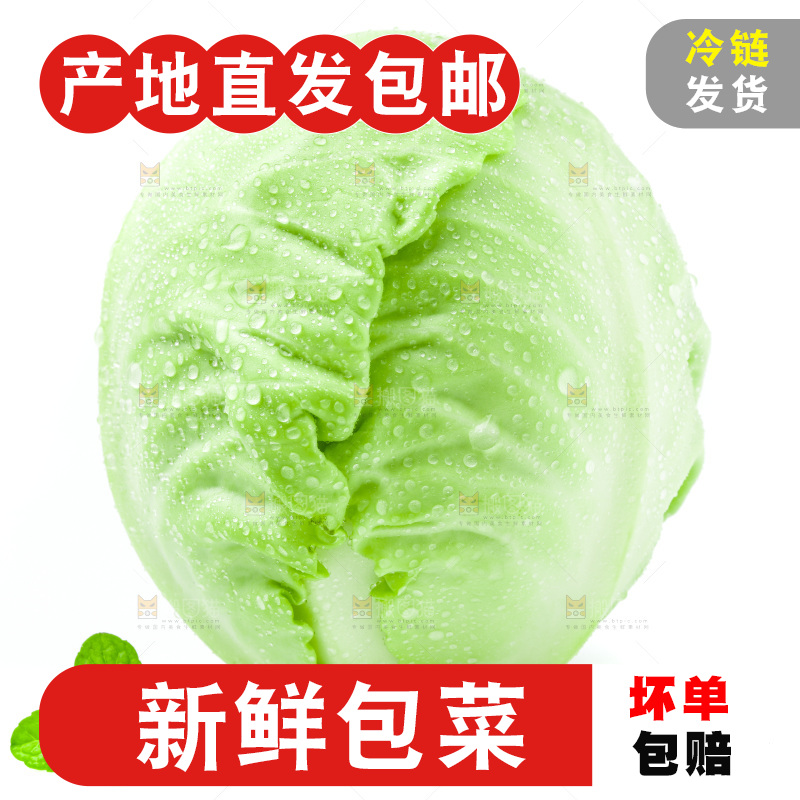 新鲜包菜放在白底上