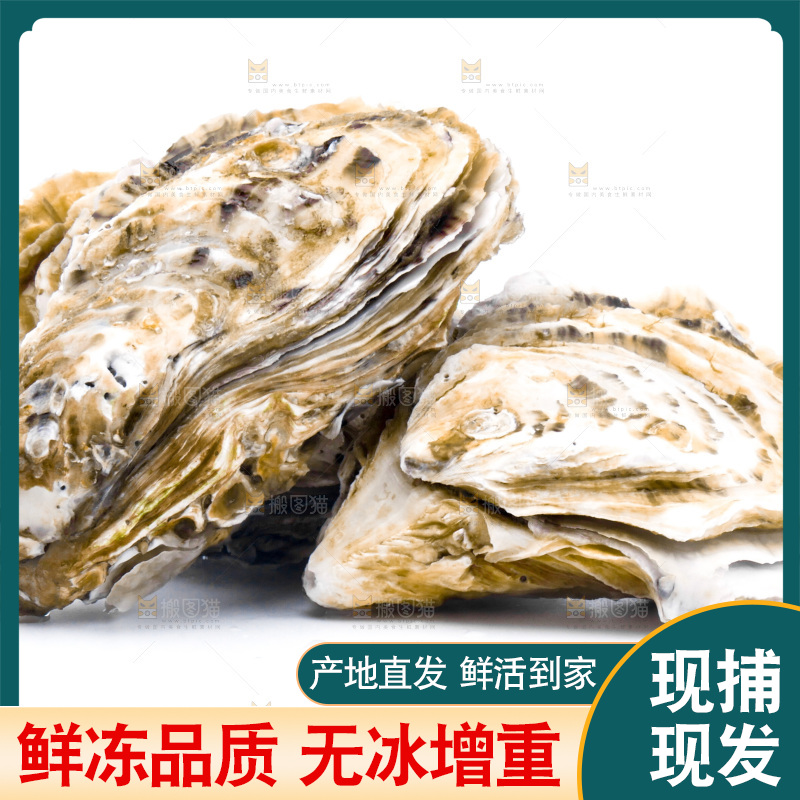 浅底上的海蛎子