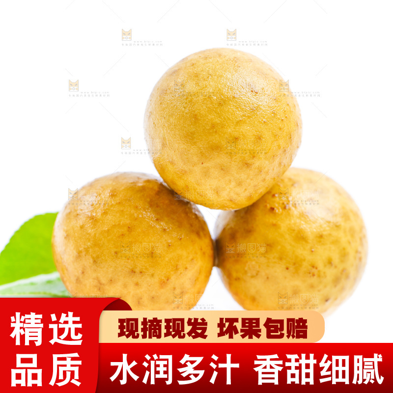 白底上的龙眼