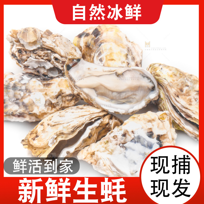 浅底上的生蚝