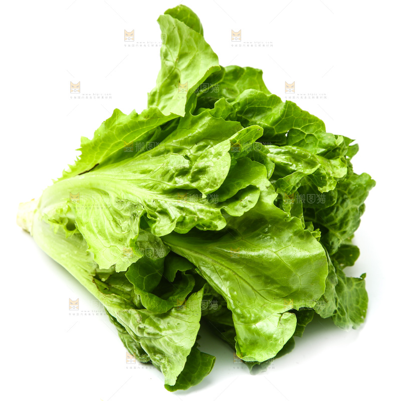 白底上的生菜