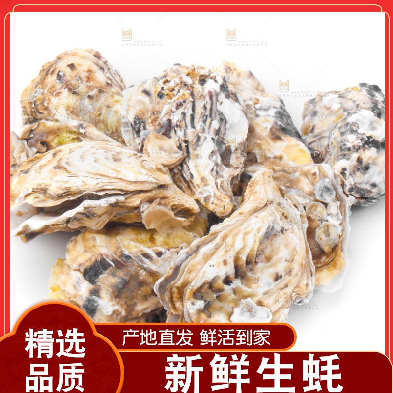 白底上放着海蛎子
