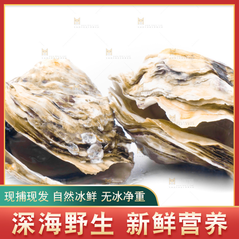 乳山生蚝放在白底上