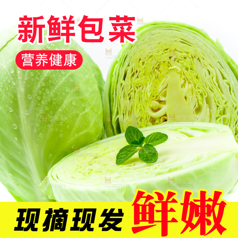 新鲜包菜放在白底上