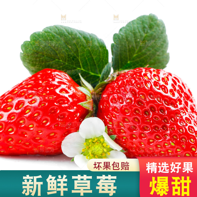 丹东草莓放在白底上