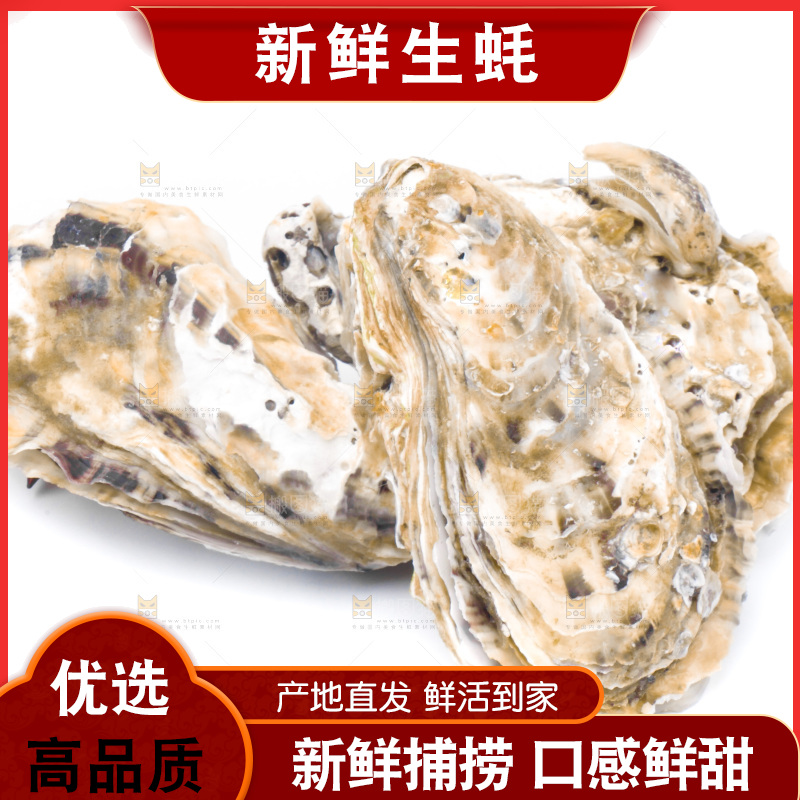 乳山生蚝放在白底上