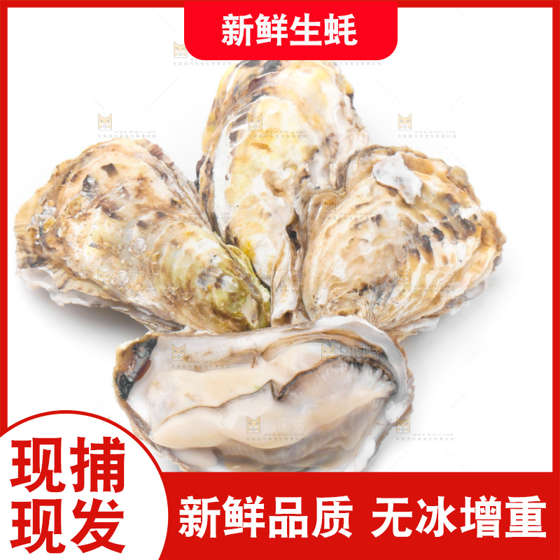 浅底上的生蚝