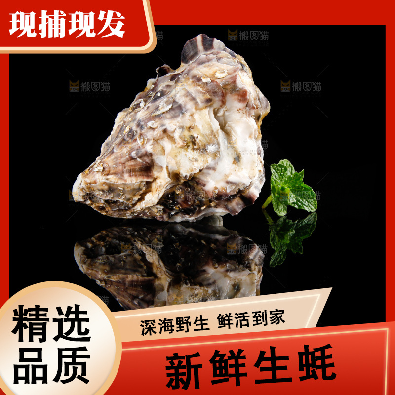 黑底上放着海蛎子