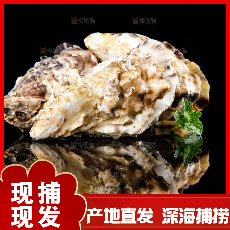 深底上放着牡蛎