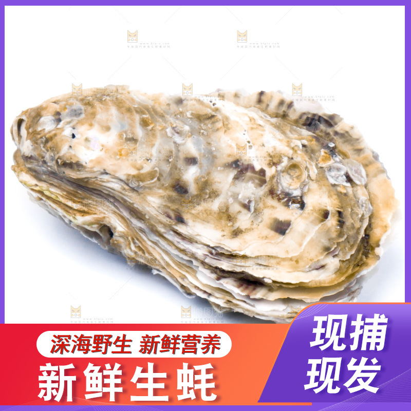 浅底上的海蛎子