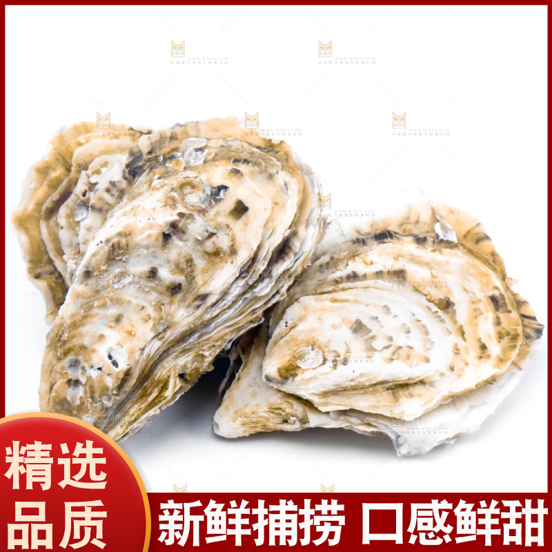 浅底上的海蛎子