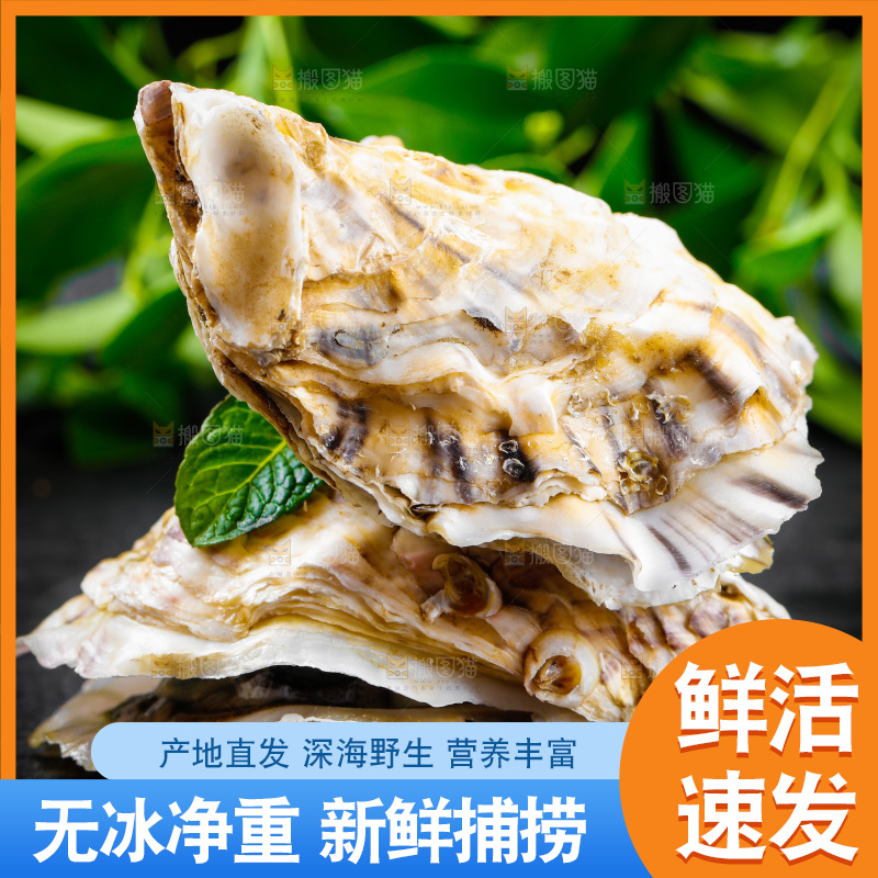 黑底上放着海蛎子