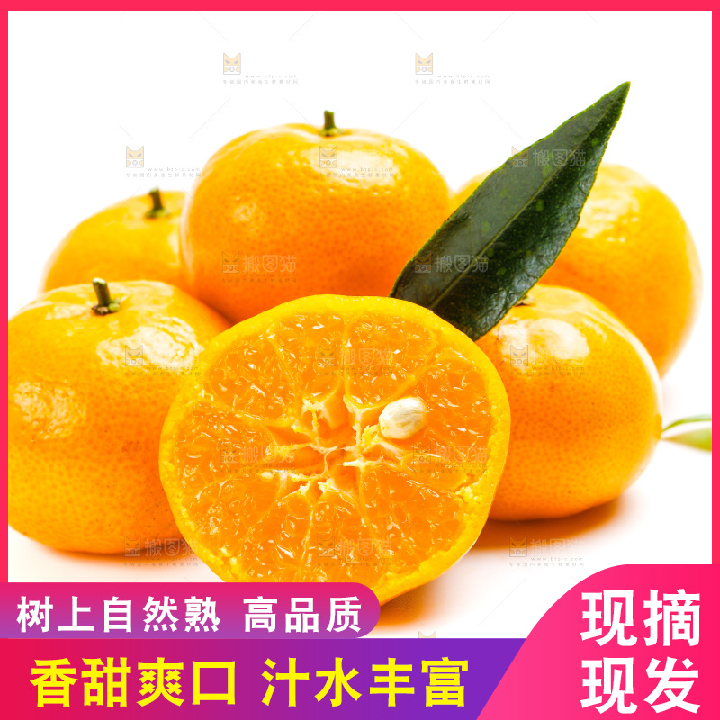 新鲜橘子放在白底上