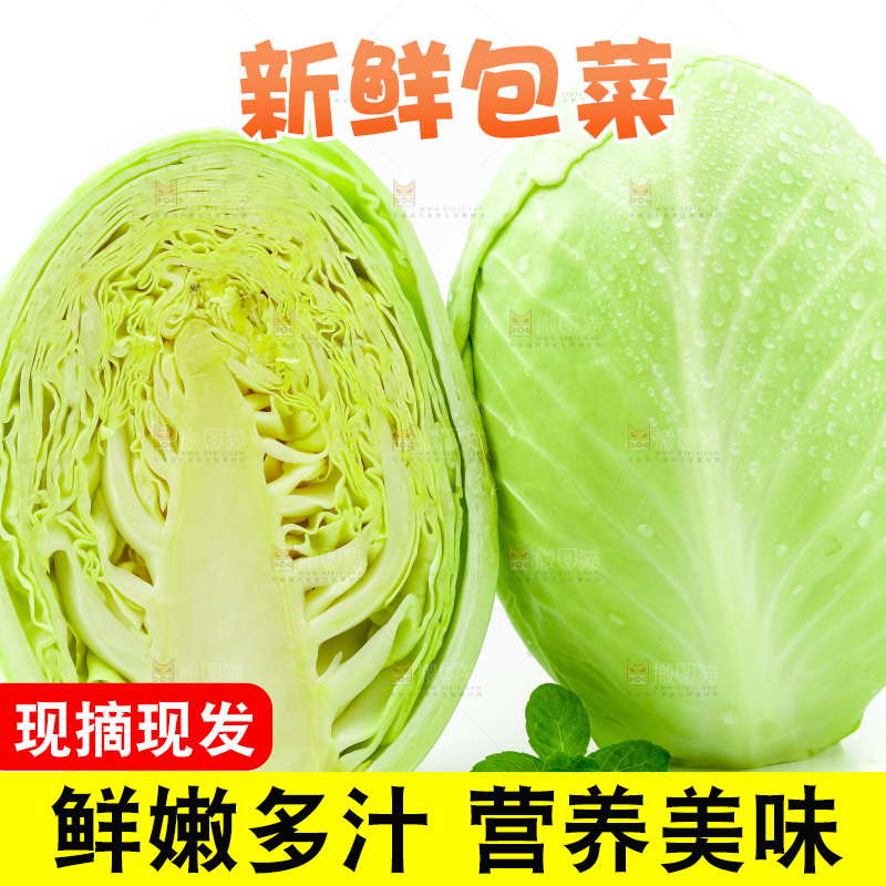 新鲜包菜放在白底上