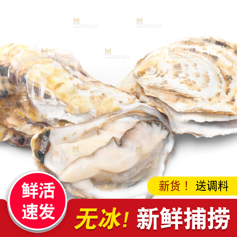浅底上的生蚝