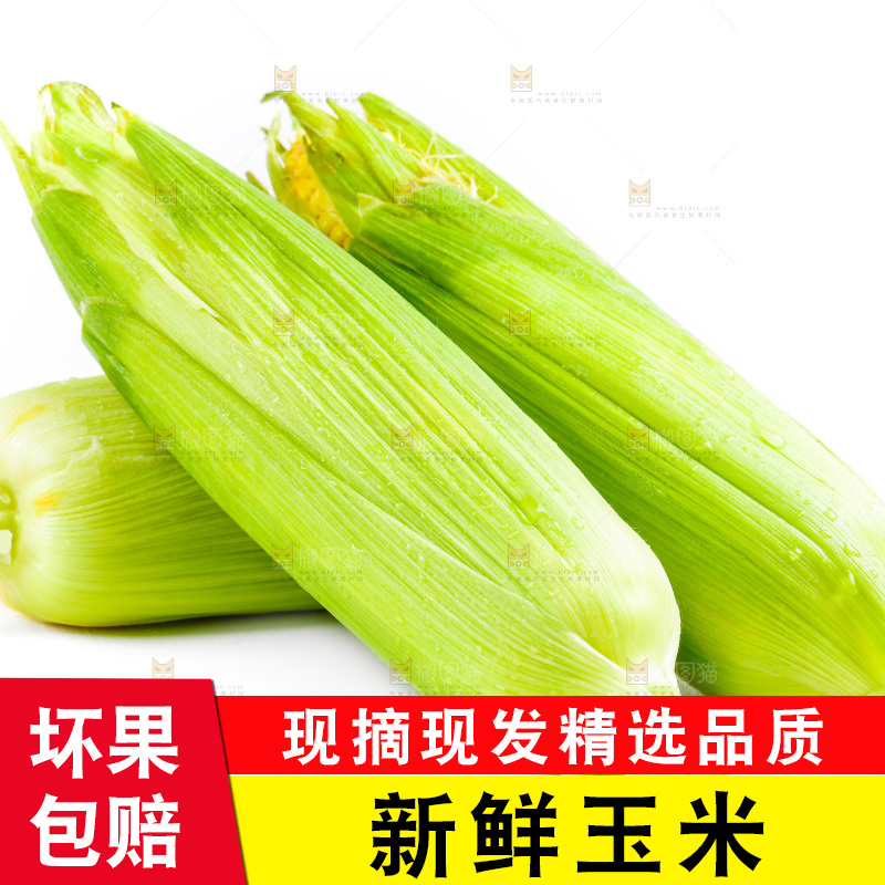 白底上放着新鲜玉米