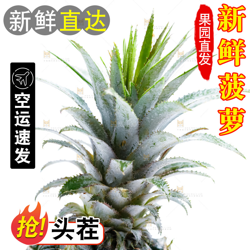 白底上的菠萝