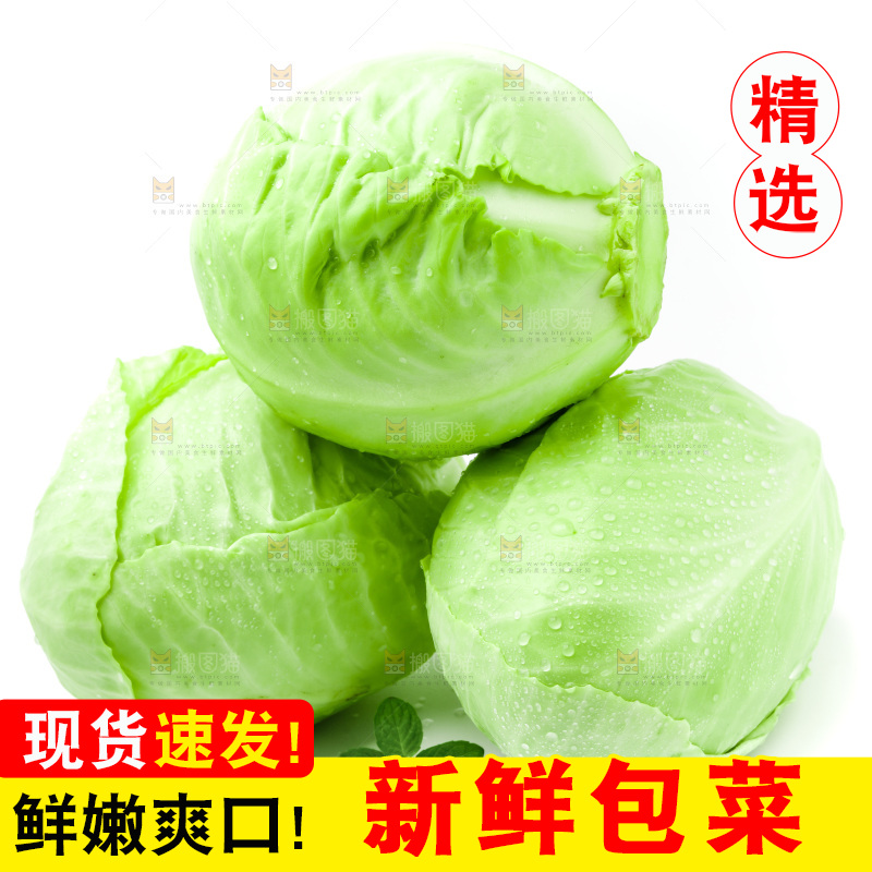新鲜包菜放在白底上