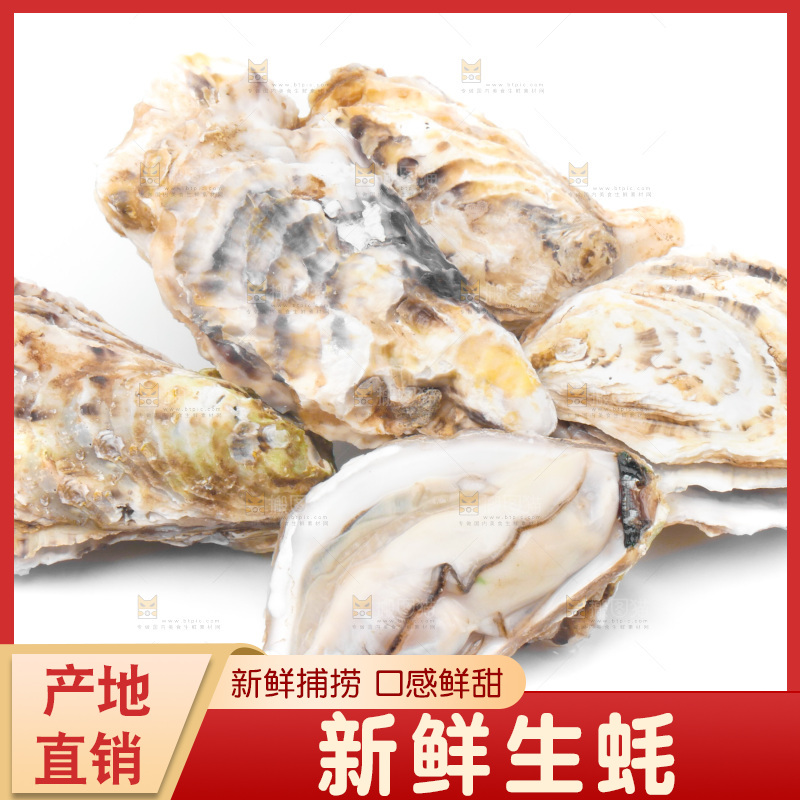 白底上放着海蛎子