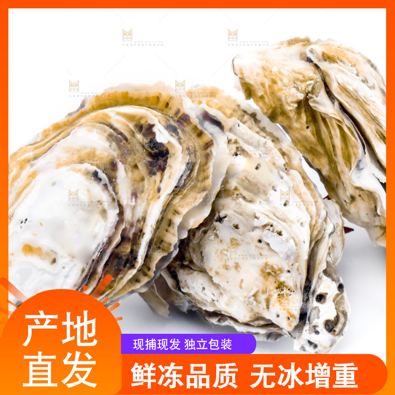 浅底上的海蛎子