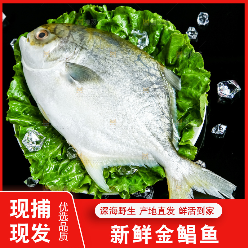 黑底上放着一盘金鲳鱼
