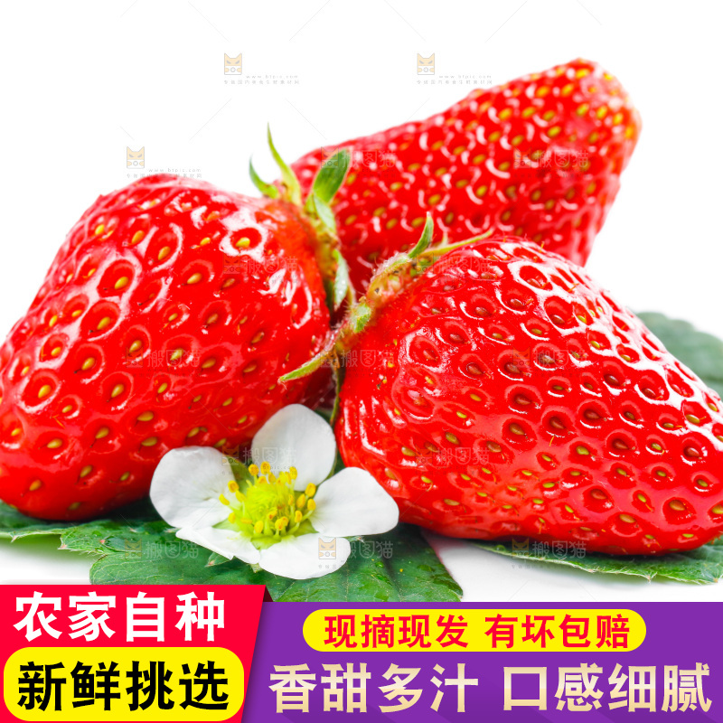丹东草莓放在白底上