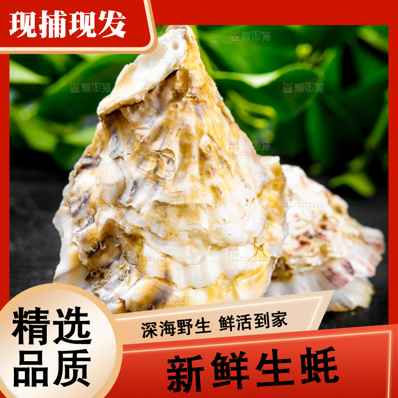 黑底上放着海蛎子