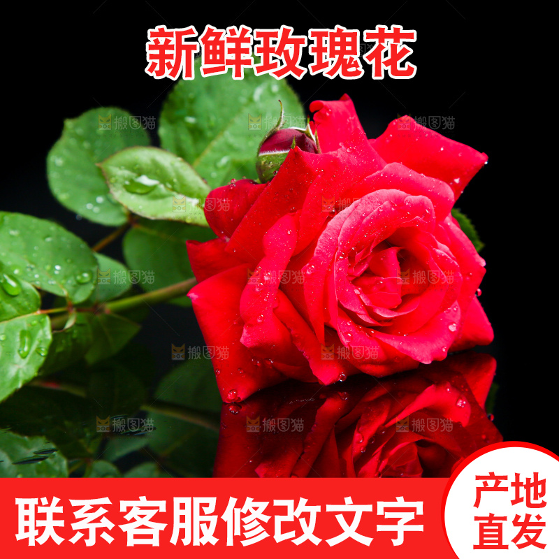 黑底上的玫瑰花