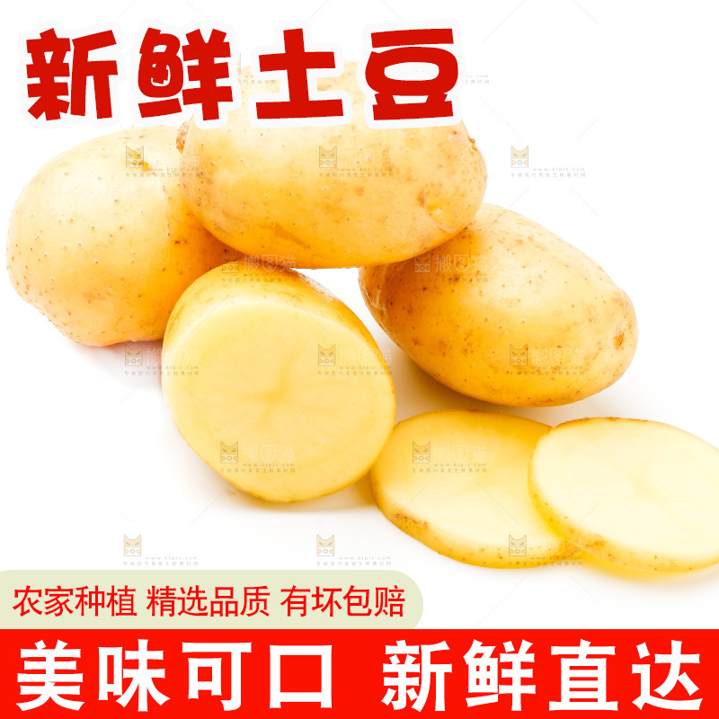 新鲜土豆放在白底上