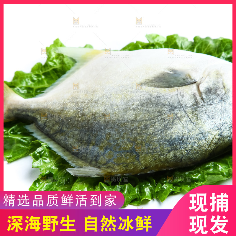 黑底上的金鲳鱼