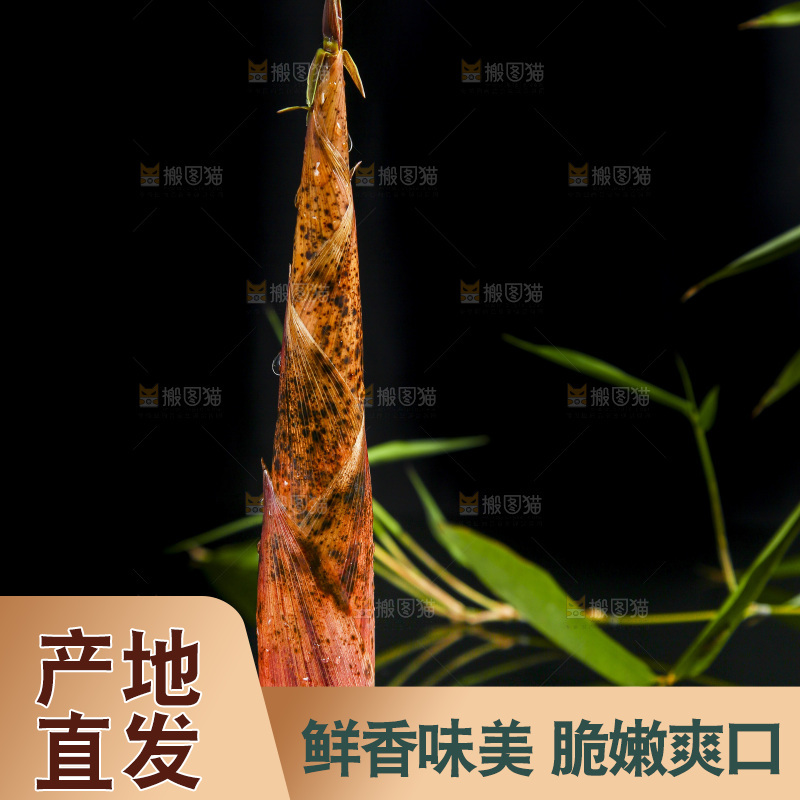 黑底上的春笋
