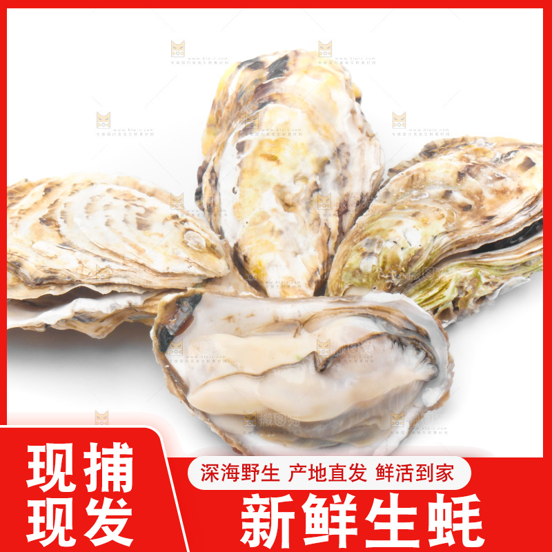 浅底上的生蚝