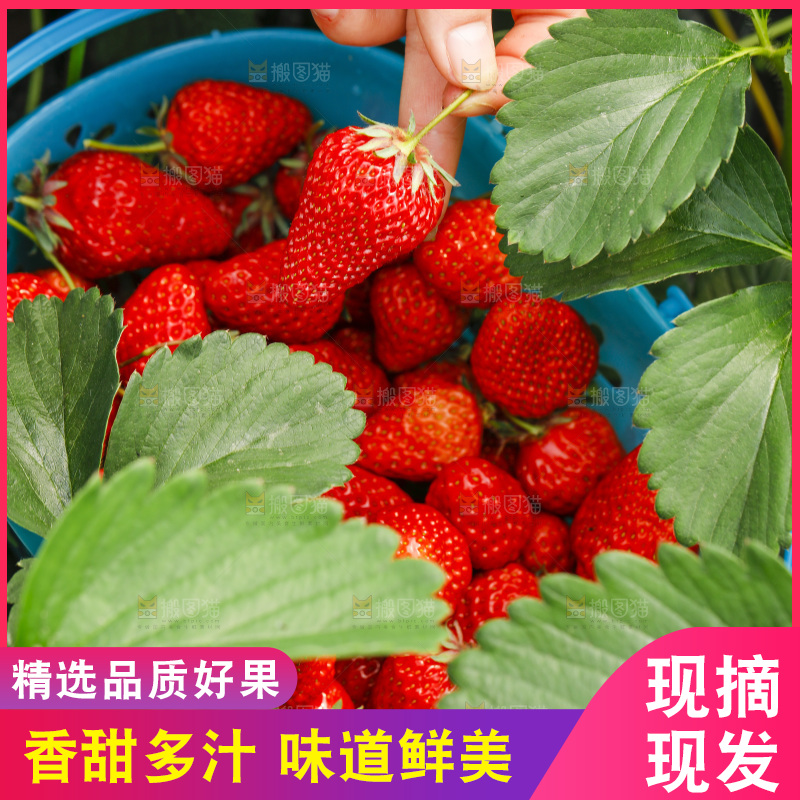 手拿新鲜草莓