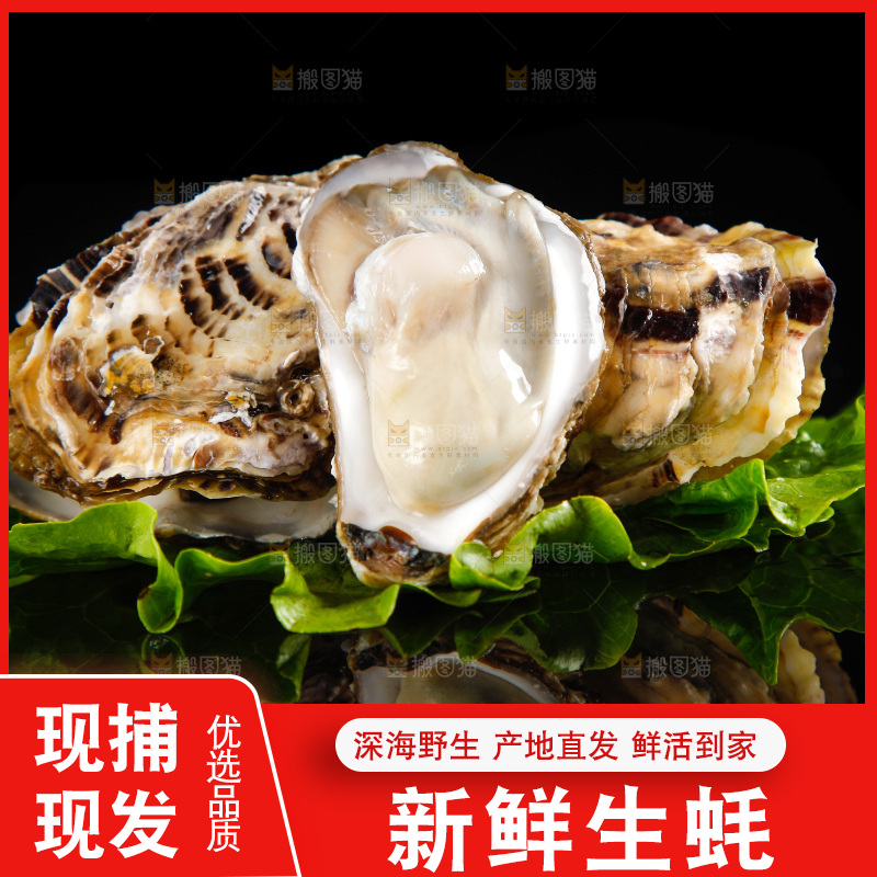 黑底上放着生蚝