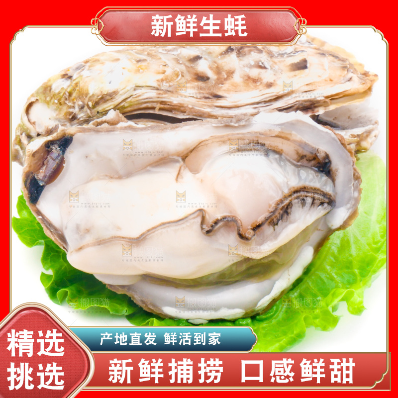 浅底上的生蚝
