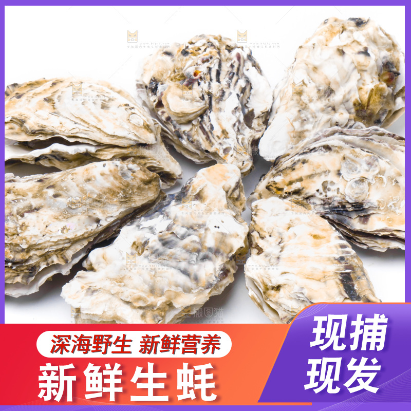 乳山生蚝放在白底上