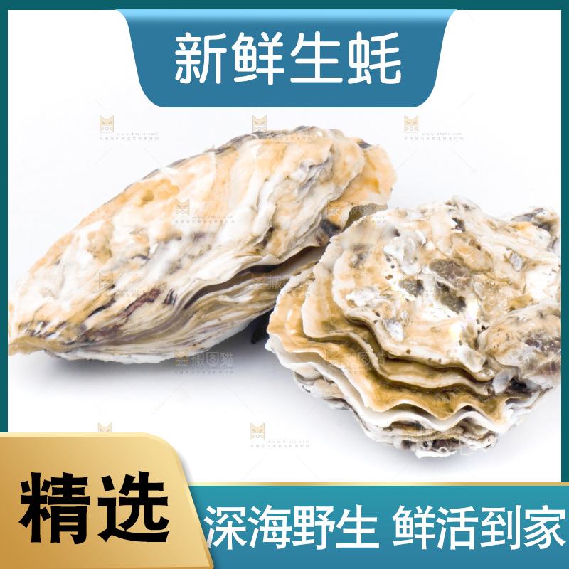 乳山生蚝放在白底上