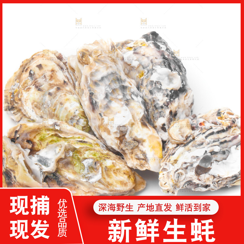 白底上放着海蛎子