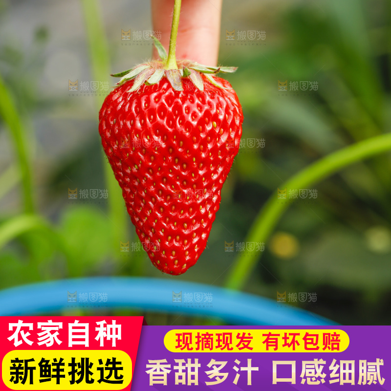 手拿新鲜草莓