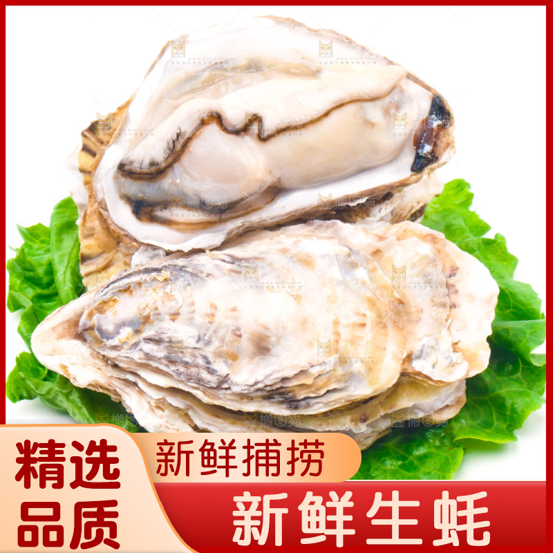白底上放着乳山生蚝
