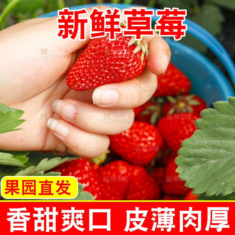 手拿新鲜草莓