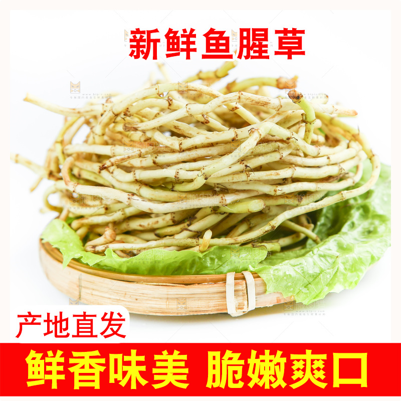 白底上的鱼腥草