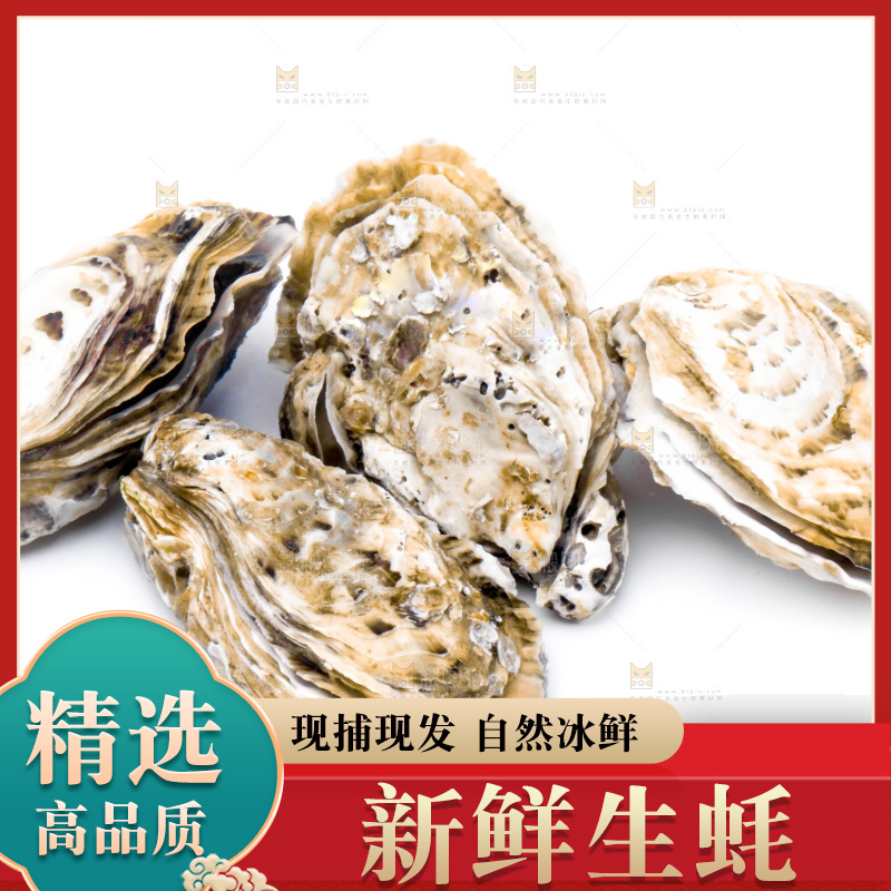 浅底上的海蛎子